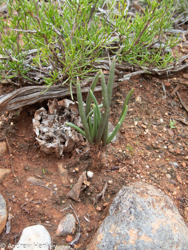 Curio acaulis, photograph 2