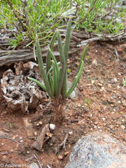 Curio acaulis, photograph (c) Andrew Hankey, some rights reserved (CC BY-SA)