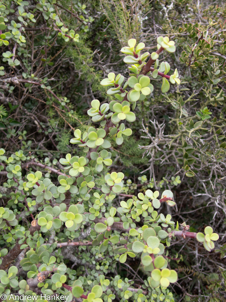 Portulacaria afra, Eastern Cape, ZA