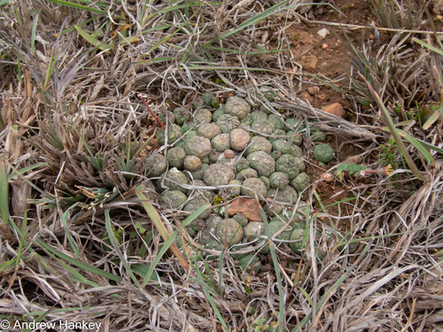 Euphorbia globosa, photograph 1