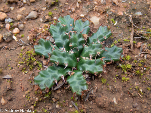 Euphorbia stellata, photograph 6
