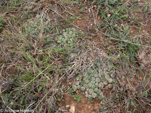 Round Milkball (Euphorbia globosa)