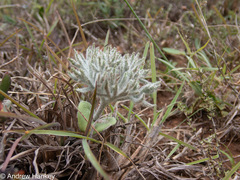 Eriospermum dregei