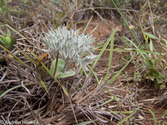Eriospermum dregei, photograph (c) Andrew Hankey, some rights reserved (CC BY-SA)