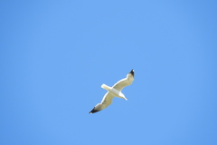 Larus fuscus barabensis