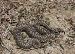 Vipera renardi