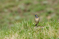 Luscinia svecica svecica