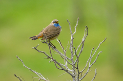 Luscinia svecica svecica