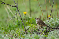 Luscinia svecica svecica