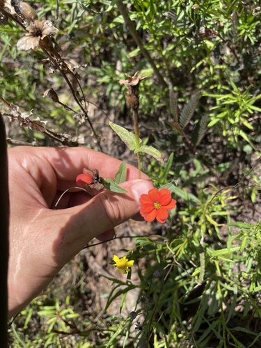Zinnia peruviana observed 2024-05-22