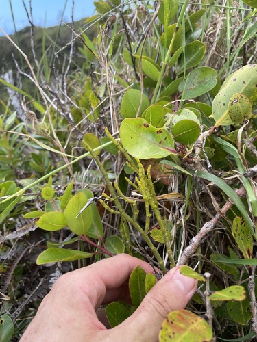 Korthalsella cylindrica observed 2024-05-22