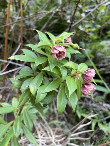 Lysimachia hillebrandii