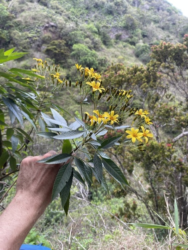 Bidens micrantha observed 2024-05-22