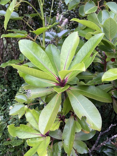 Myrsine lessertiana observed 2024-05-21