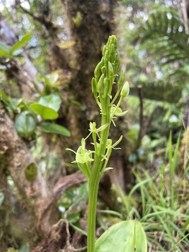 Liparis hawaiensis observed 2024-05-21