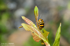 Cryptocephalus trifasciatus