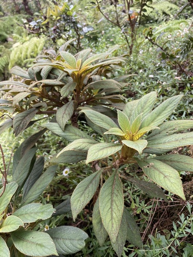 Cyrtandra grayana observed 2024-05-21