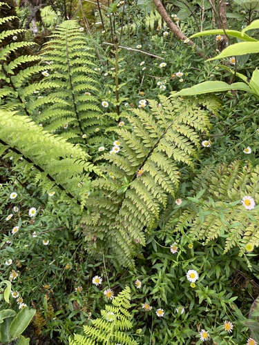 Asplenium acuminatum observed 2024-05-21