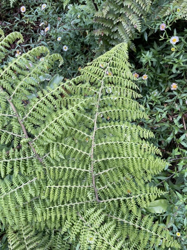 Athyrium microphyllum observed 2024-05-21