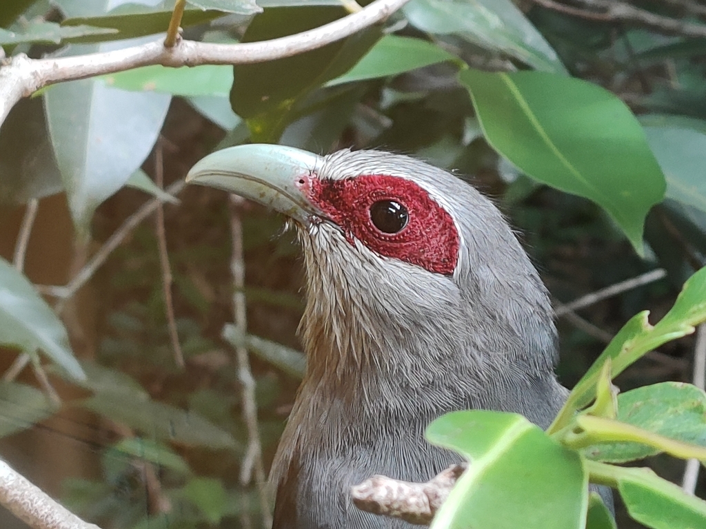 Green-billed Malkoha