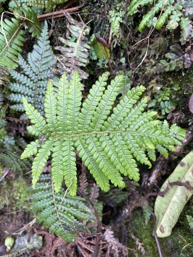 Sadleria pallida observed 2024-05-21