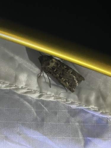Agrotis baliopa observed 2024-05-26