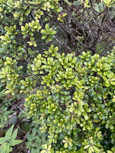 Myrsine sandwicensis observed 2024-05-21