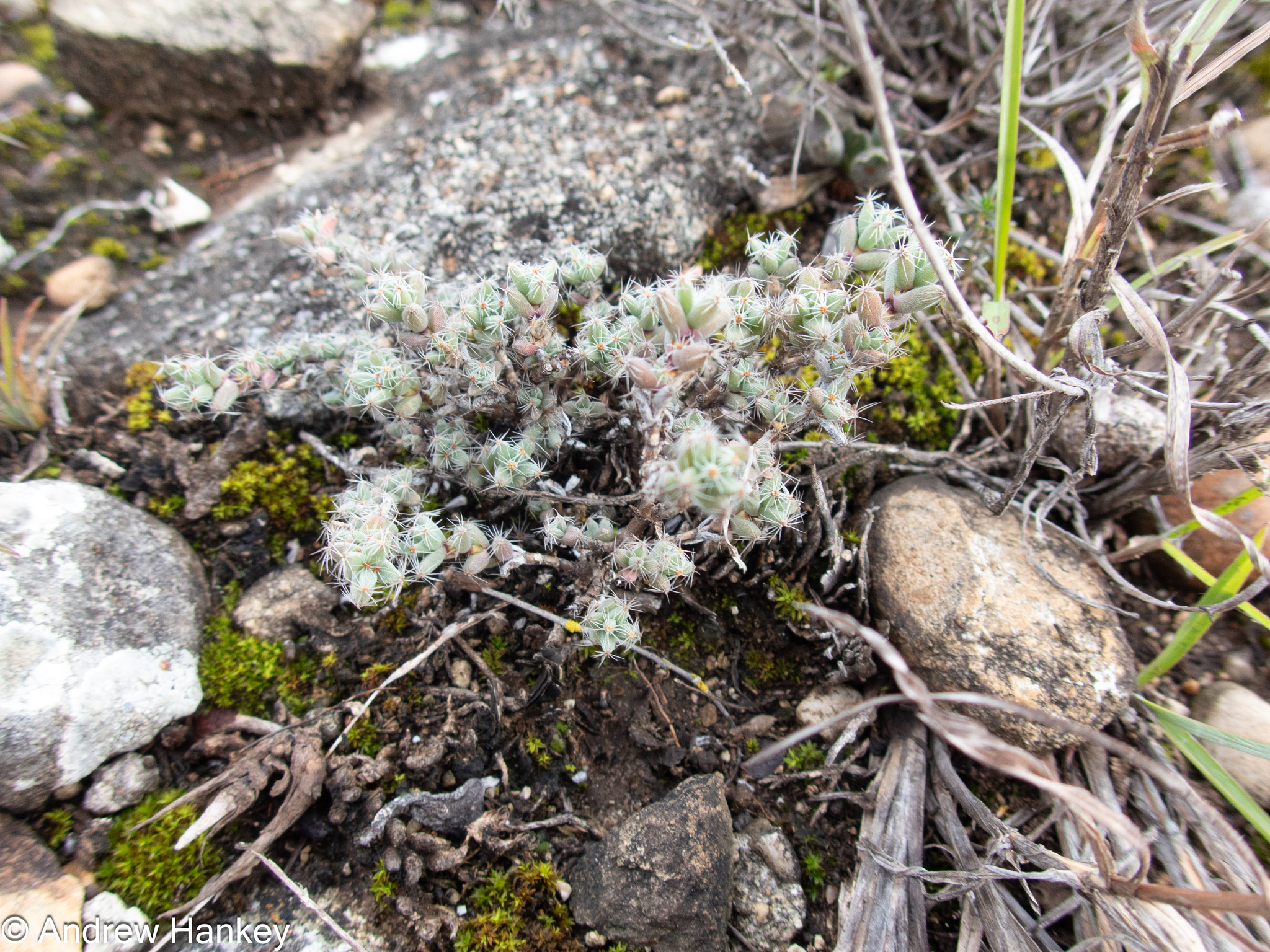 Trichodiadema bulbosum