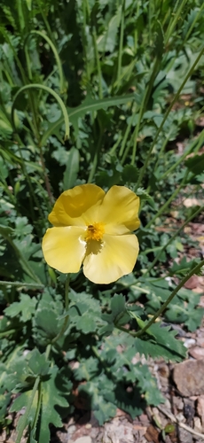Glaucium fimbrilligerum (Glaucium fimbrilligerum)