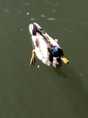 Anas platyrhynchos