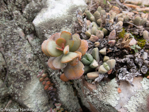 Adromischus sphenophyllus
