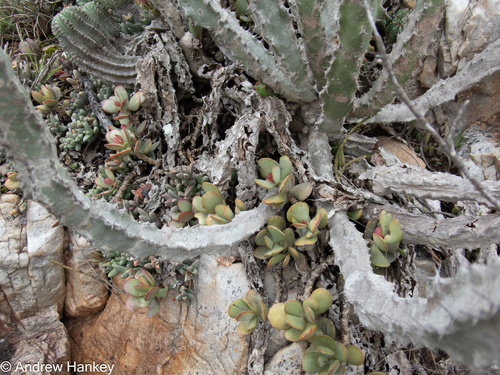 Adromischus sphenophyllus
