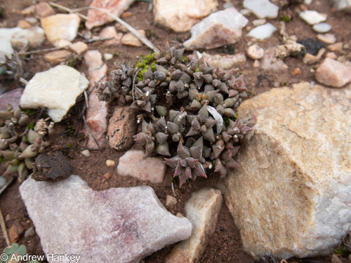 Anacampseros arachnoides (Anacampseros arachnoides)