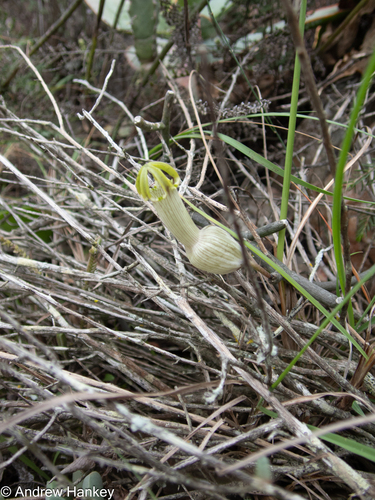Ceropegia ampliata