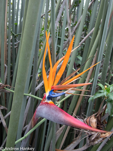 African desert banana (Strelitzia juncea)