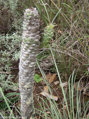 (c) Andrew Hankey, some rights reserved (CC BY-SA) Euphorbia clava, photograph (c) Andrew Hankey, some rights reserved (CC BY-SA)