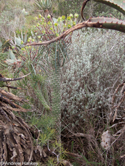 (c) Andrew Hankey, some rights reserved (CC BY-SA) Euphorbia clava, photograph (c) Andrew Hankey, some rights reserved (CC BY-SA)