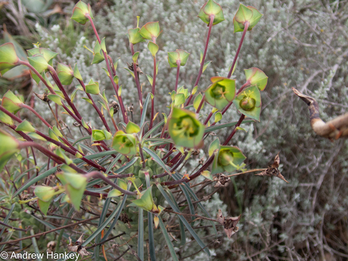 Euphorbia clava, photograph 5