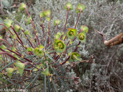 Euphorbia clava, photograph (c) Andrew Hankey, some rights reserved (CC BY-SA)