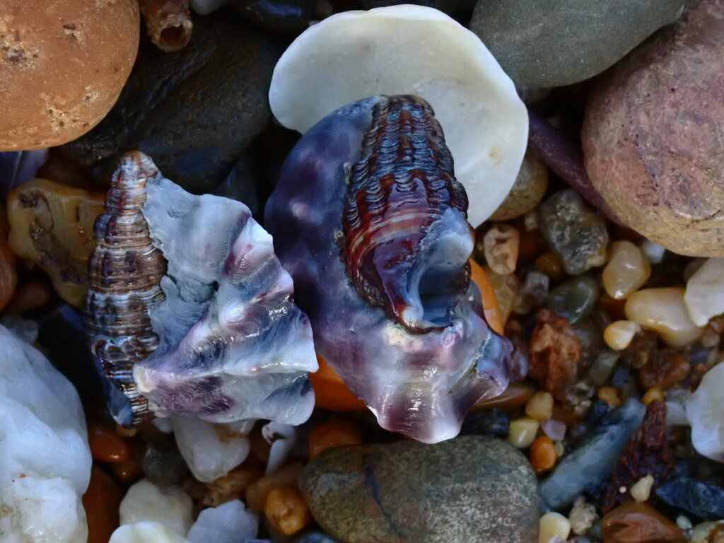 Australian Mud Whelk from Bundagen NSW 2454, Australia on May 29, 2024 ...