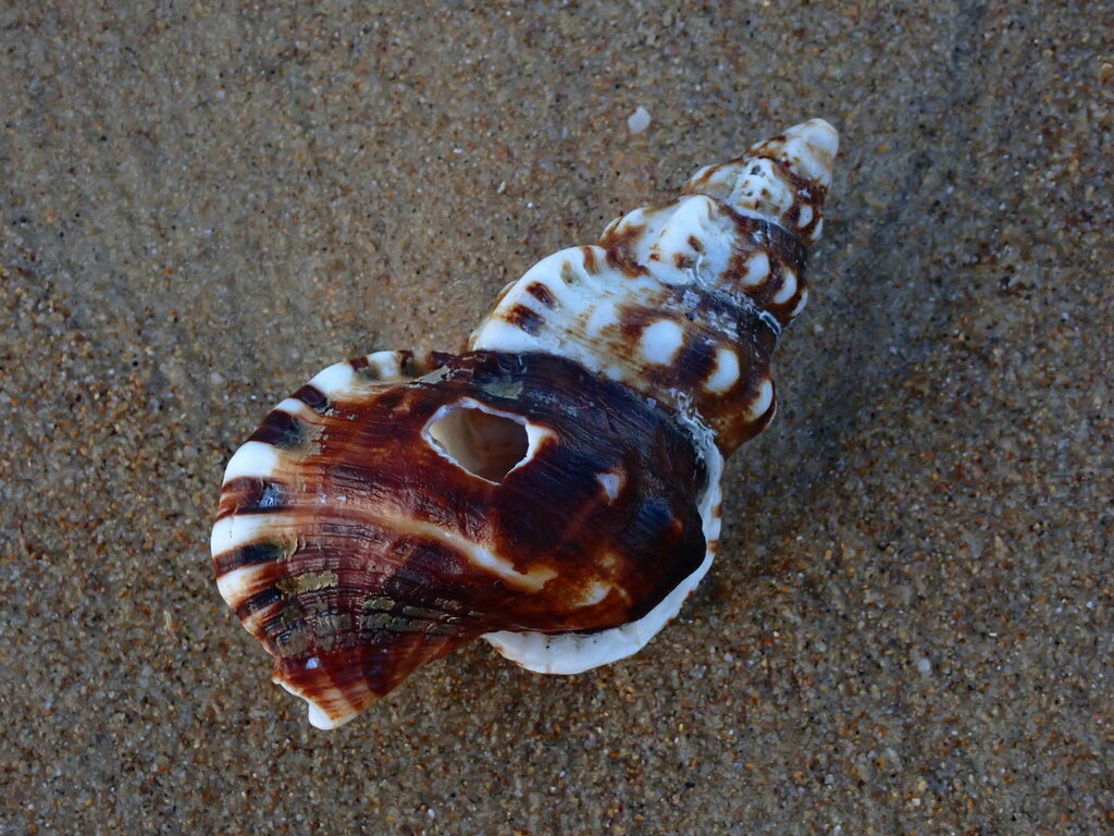 Ranella australasia from Bundagen NSW 2454, Australia on May 29, 2024 ...