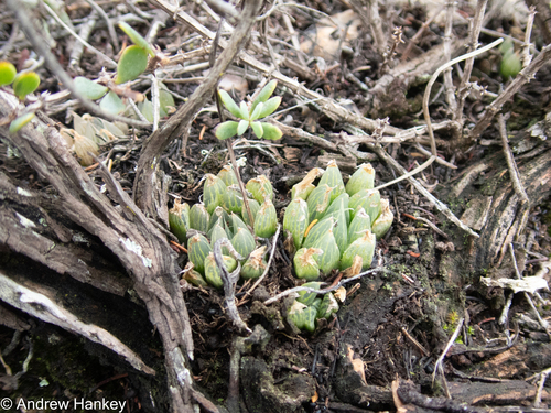 Haworthia cooperi