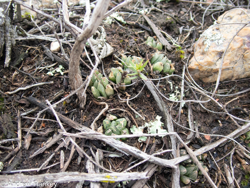 Haworthia cooperi
