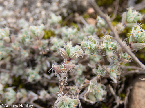 Trichodiadema intonsum, photograph 3