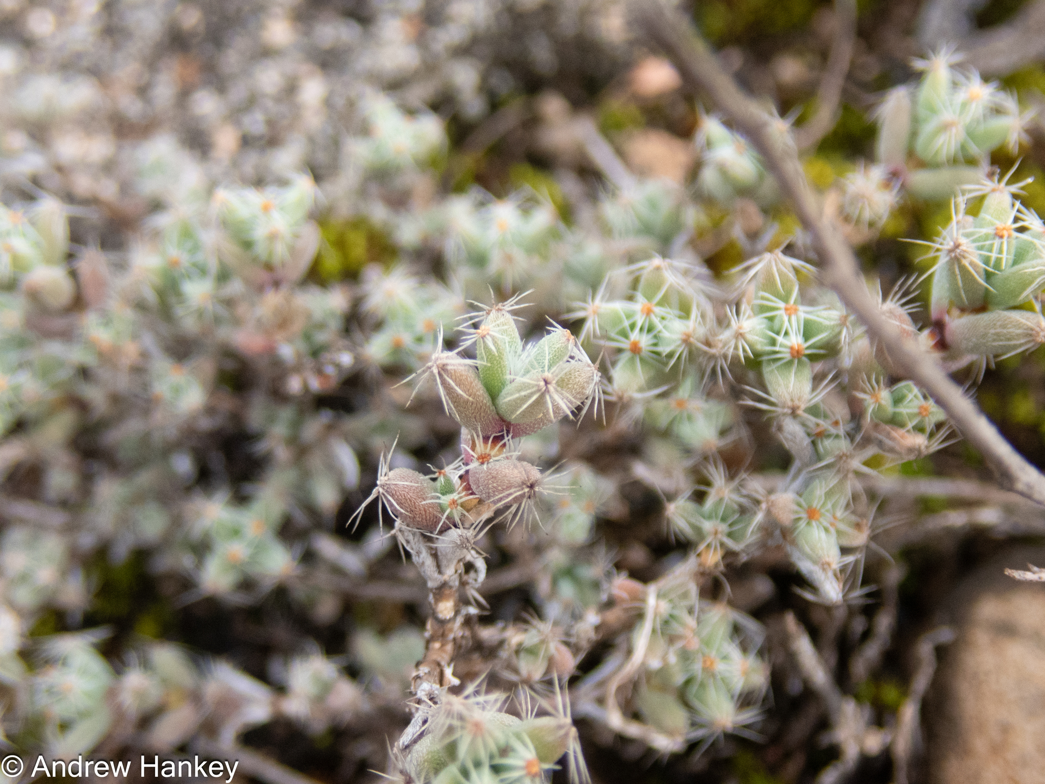 Trichodiadema bulbosum 2