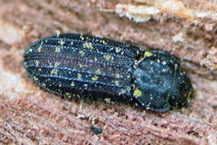 Leperina seposita
