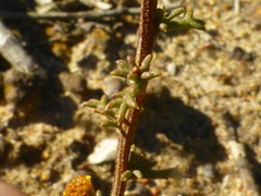 Marasmodes fasciculata