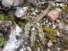 Euphorbia stellata, photograph (c) Andrew Hankey, some rights reserved (CC BY-SA)