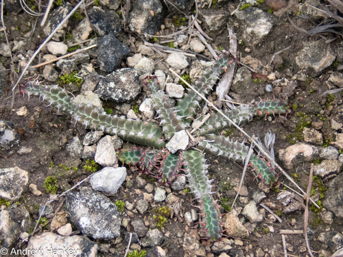 Euphorbia stellata, photograph 5
