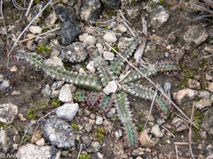 Euphorbia stellata, photograph (c) Andrew Hankey, some rights reserved (CC BY-SA)
